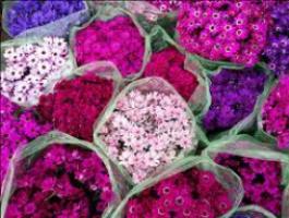 افتتاح بازار گل و گیاه در استان قم در دهه فجر