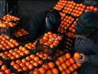 سیب و پرتقال شب عید در 60 چادر شهری عرضه می شود