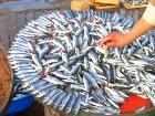 600 کیلو ماهی فاسد در قم