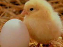 ۷/۵ درصد تولید تخم مرغ کشور در قم صورت می گیرد