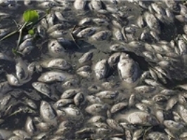 210 هزار قطعه بچه ماهی در استخرهای قم رهاسازی شد