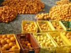 توزیع ۳۵۰۰ تن میوه در ایام نوروز در قم