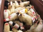 :عکس روز: گوسفندهایی که قاچاقی مسافرت می‎‌کردند!