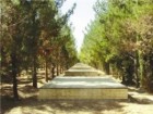 کاشت ۲۰ هکتار درختان مثمر در بوستان صدری قم