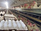 ۷ درصد تخم مرغ کشور در قم تولید می‌شود/ مصرف ۶۵ درصد آب برای کشاورزی