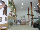 700 نفر از موزه تاریخ طبیعی استان قم بازدید کردند