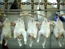 بیش از ۱۸ تن گوشت مرغ در کشتارگاه‌های قم بازرسی شد