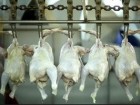 مرغ منجمد ۵۱۰۰ تومانی در بازار تنظیم نوروزی قم توزیع می‌شود