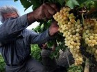 برداشت بیش ۱۱ هزار تن انگور از باغات قم