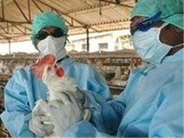 آنفلوآنزای مرغی در قم گزارش نشده ولی در آماده‌باش کامل هستیم
