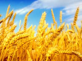 فرماندار قم: آفت زدگی 3900 تن گندم در قم/ گندم ها فاسد نبودند