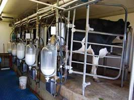 ۱۸۰ کارگاه تولید شیر در قم تجهیز می‌شود