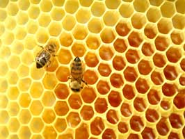 تعداد زنبورهای عسل دنیا 85 درصد کمتر شد