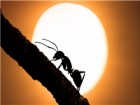 مسیریابی مورچه‌ها از طریق موقعیت خورشید و خاطرات‌شان