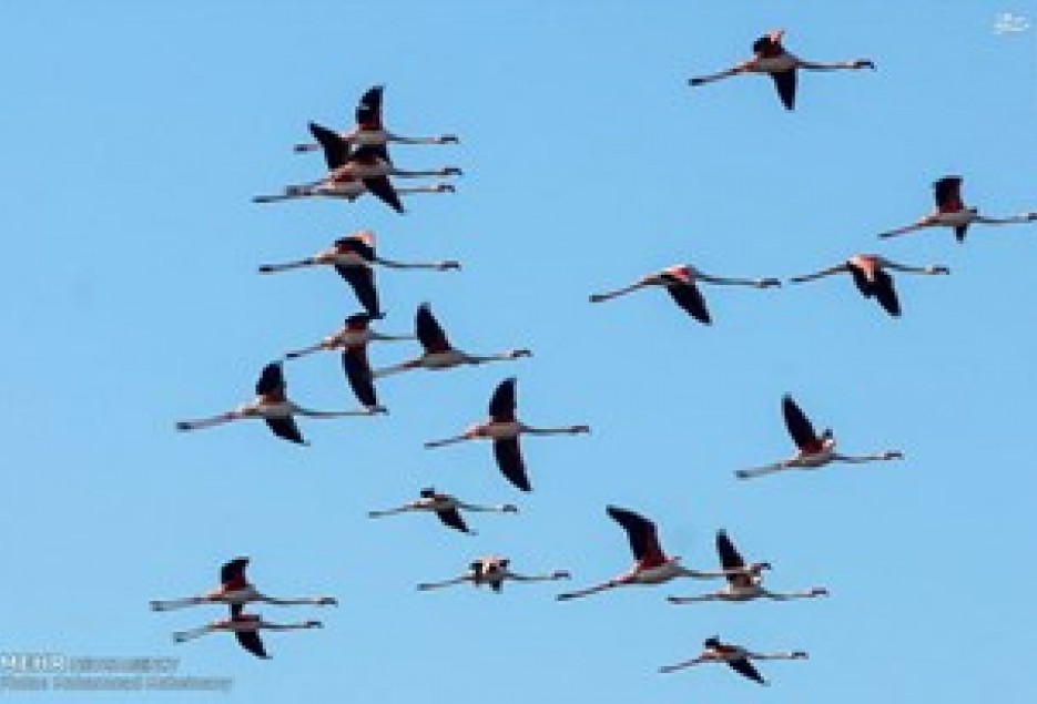 آسمان امن قم برای پرندگان مهاجر