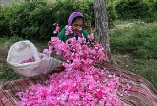 کاشت 150 هکتار گل محمدی در قم