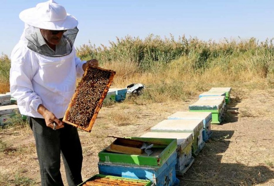 تولید ۲۸۷ تن عسل در استان قم