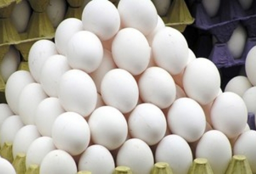 طرح حمایتی توزیع تخم مرغ در قم آغاز شد