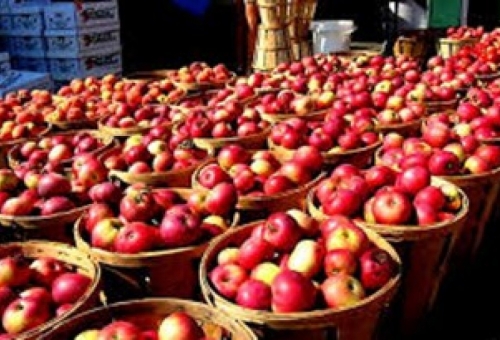 تامین 350 تن سیب ویژه ایام عید