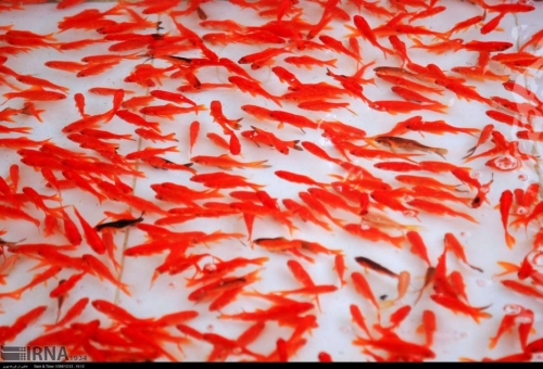 گزارش تصویری- فروش ماهی قرمز در قم