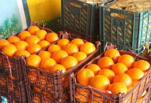 مدیر بازرگانی جهاد کشاورزی: توزیع میوه شب عید در قم آغاز شد