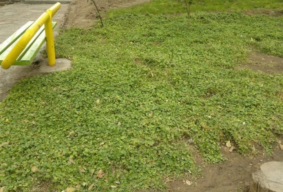 کاشت چمن در محدوده فضای سبز شهری قم ممنوع شد