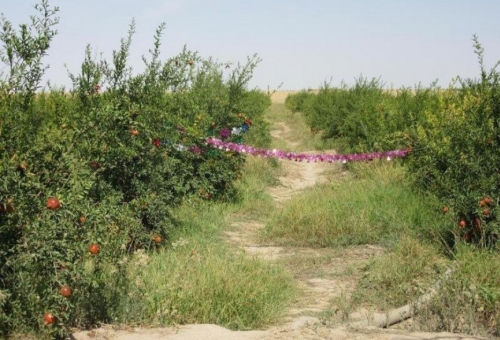 شهرداری قم 13500هزار متر باغ انار را خرید
