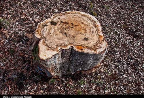 مشکل دریافت خسارت قطع درختان در شهر قم تعیین تکلیف شد