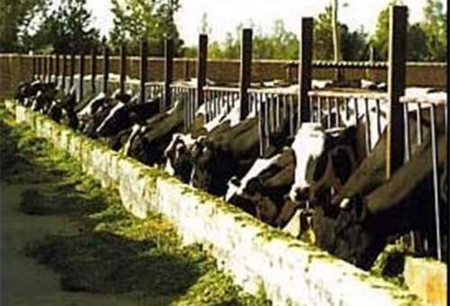 دامداران قم در حال فروش دام‌های خود هستند؛ کاهش حجم تولید شیر در استان