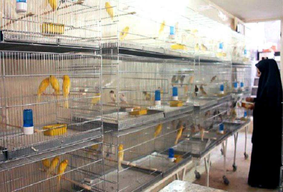 پرورش پرندگان زینتی با استفاده از تسهیلات کمیته امداد