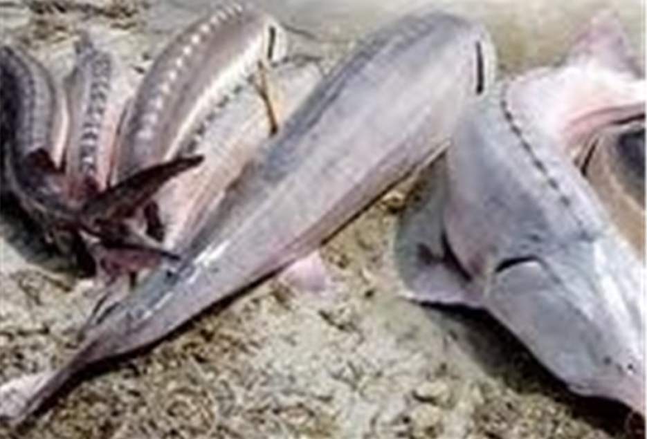 زیرساخت‌های لازم برای پرورش ماهی خاویاری در قم فراهم شود
