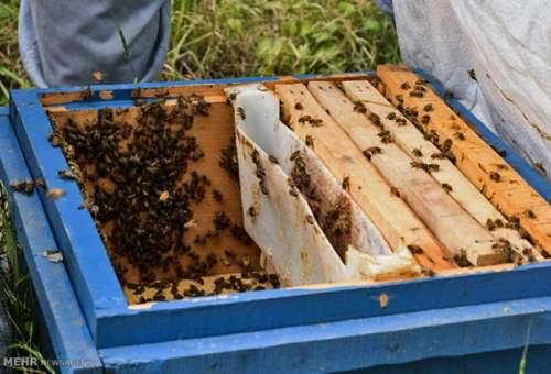 پیش بینی تولید ۳۰۰ تن عسل طی سال جاری در قم