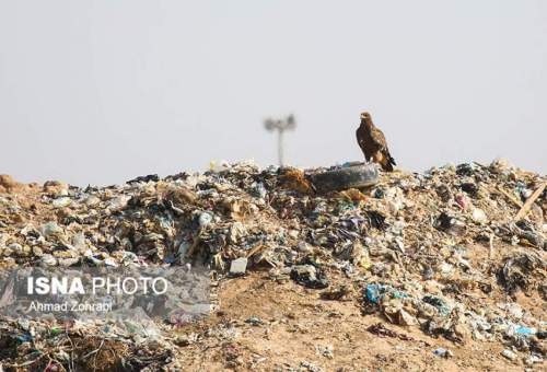 گزارش تصویری: عقاب‌های آشغالی