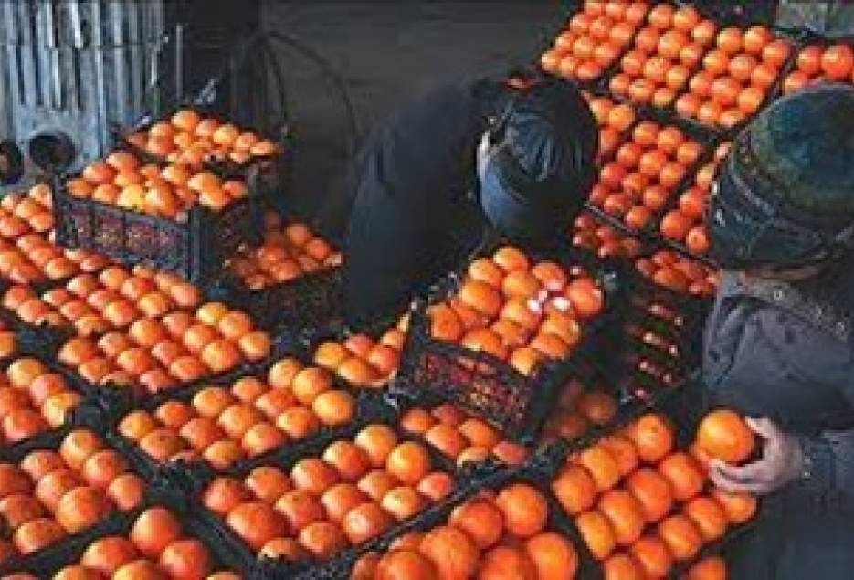 پیش بینی افزایش قیمت پرتقال تا پایان سال