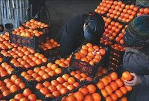 پیش بینی افزایش قیمت پرتقال تا پایان سال