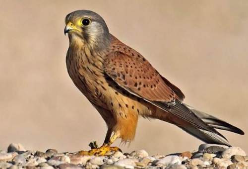 270 گونه پرنده در استان قم وجود دارد