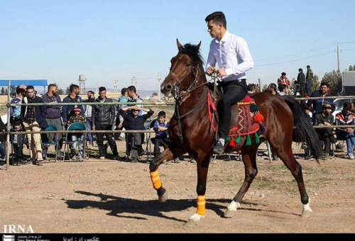 نخستین دوره مسابقه زیبایی اسب در قم برگزار شد