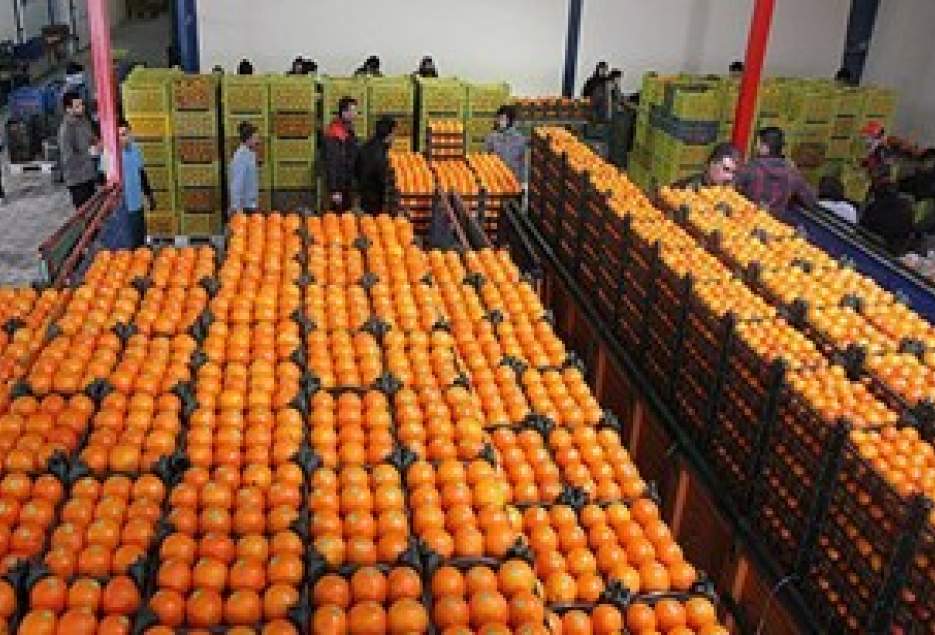 تامین 700 تن پرتقال برای میوه شب عید مردم قم