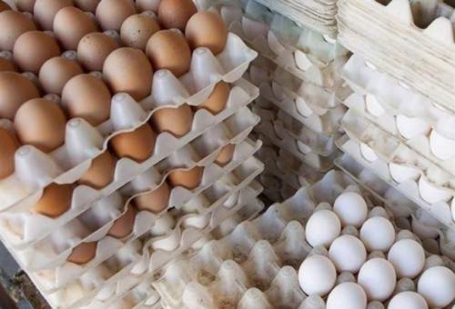 معاون وزیر کشاورزی: ۹۰۳ هزار تن تخم‌مرغ در سال در کشور تولید می‌شود