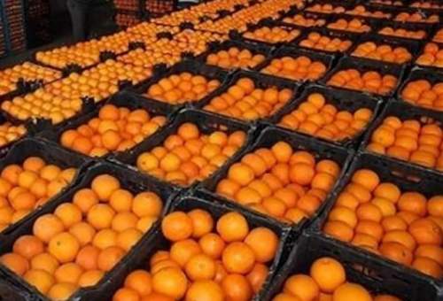۷۵۰ تن پرتقال برای میوه شب عید مردم قم تامین شد
