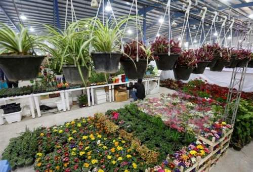 نمایشگاه گل و گیاه استان قم برپا شد