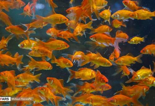 گزارش تصویری:ماهی قرمز مهمان همیشگی سفره هفت سین