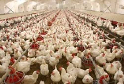 تزریق هورمون به دام‌های استان قم شایعه است/کاهش ۲ درصدی تلفات مرغ گوشتی با تزریق واکسن های طیور