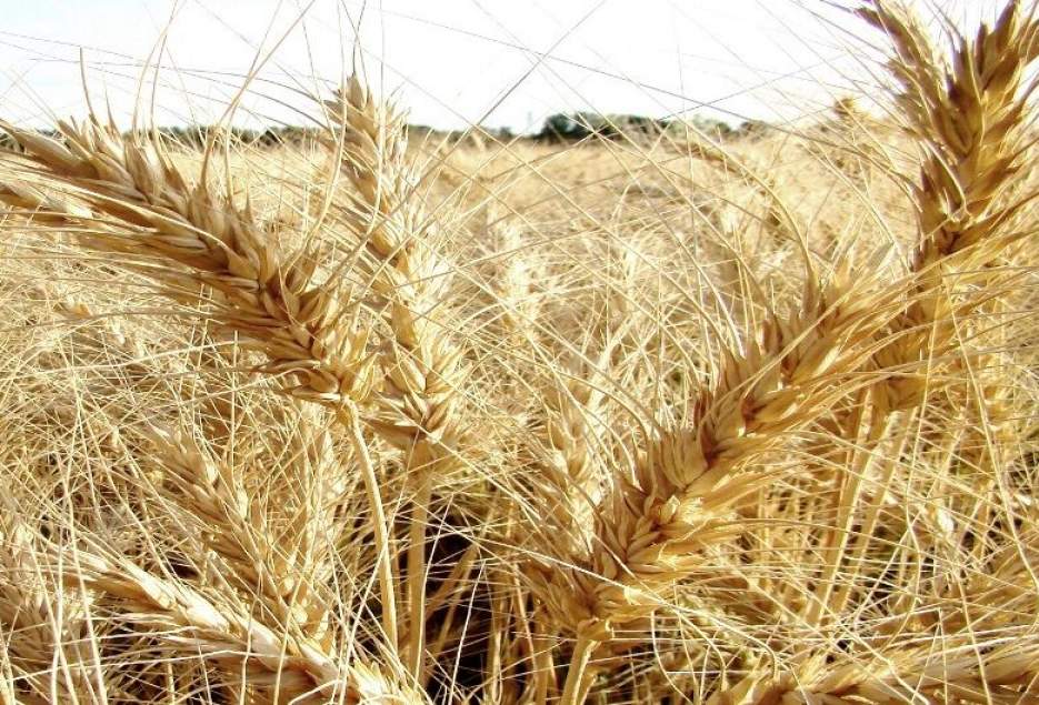 بیش از ۱۰ هزار تن گندم از کشاورزان قمی خریداری شد