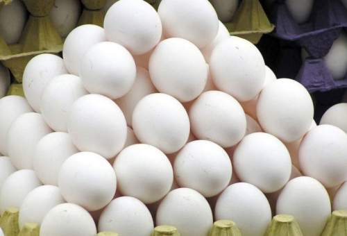 روزانه ۲۰۰ تن تخم‌مرغ در قم تولید می‌شود