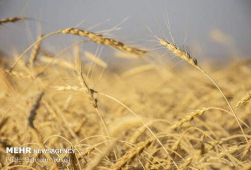 ماهانه ۱۲ هزار تن گندم در قم مصرف می‌شود