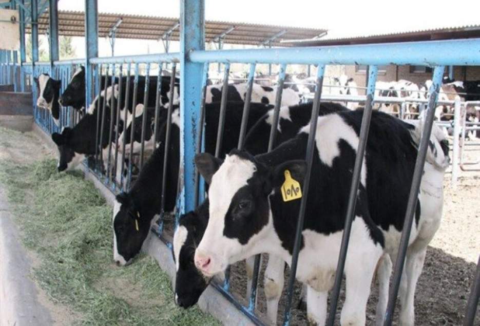 ۴۵۰۰ تن گوشت گوساله در مجتمع دامشهر تولید  می‌شود