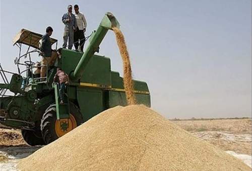 افزایش ۸۰۰ تومانی نرخ خرید گندم از کشاورزان قمی / قیمت ‌‌کیلویی ۲۵۰۰ تومان تعیین شد