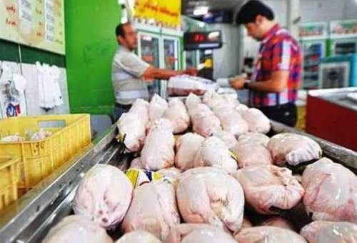 ۱۷۴۰ تن مرغ به قیمت مصوب در قم توزیع شده است