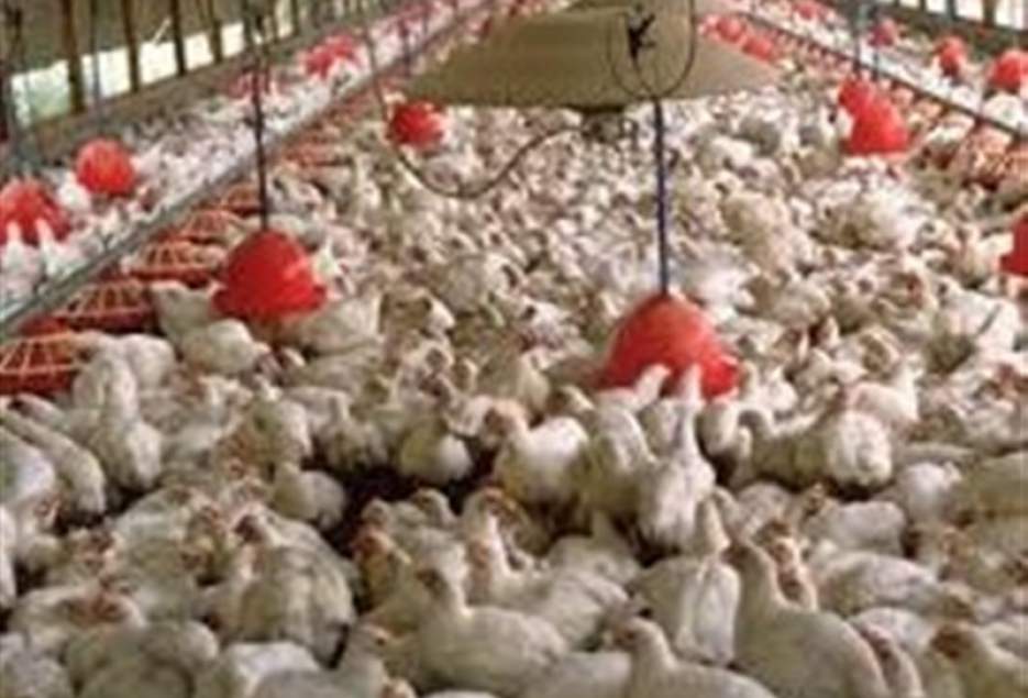 کاهش نهاده‌ها قیمت تنظیم بازار مرغ را برهم زد/افزایش قیمت‌ها به دلیل کاهش جوجه‌ریزی